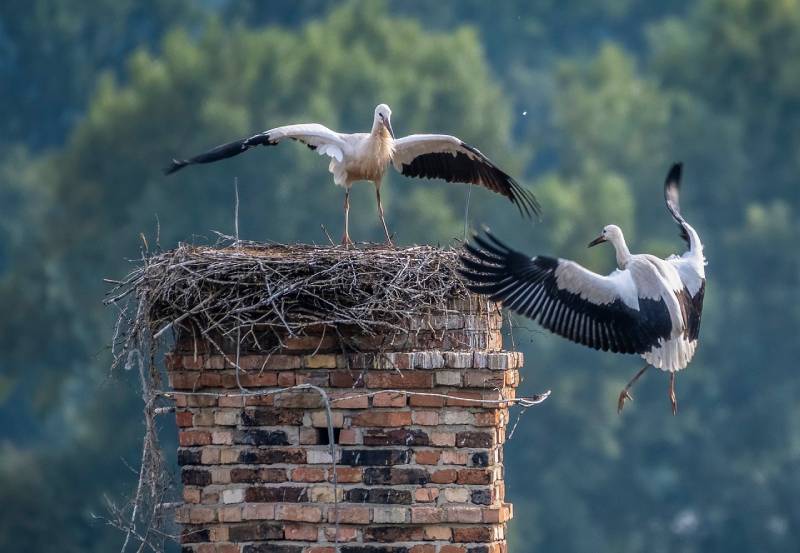 Expert Chimney Animal Removal in Simi Valley, CA Professional Chimney Animal Removal Services in Simi Valley, California